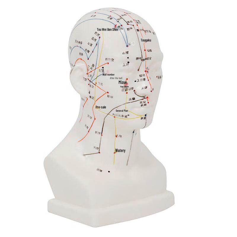 Head Acupuncture Model