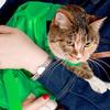 Katzen-Tragetasche Große Tragetasche für Katze Kratzfest Ergonomisch Geräumige Tasche Aufbewahrung für Spaziergänge Tierarztbesuch Reiseaktivitäten