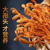 250g Bio Cordyceps Sinensis Dried Herb Natural Energy Booster Tea