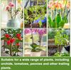 Orchid Support Clips Plastic Garden Plant Growing Fixed Clip Flower Stems Tied Bundle Branch Tomato Grape Vine Climbing Tools