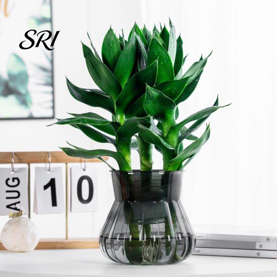 Lazy Gardener Flowerpot Self-watering with Self-absorbing Cotton Rope Creative Plastic Plant Pot Indoor Vertical Grain Glass Planter Inner Cup