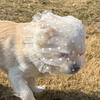 Breathable Dog Anti-Eating Veil Comfort Elastic Pet Protective Mask Polyester Adjustable Anti Chew Mouth Mask