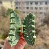 1pc Large Green Leaf Hair Claw Clip | Stylish Autumn Accessory for Women, Durable Plastic with Hollow Design