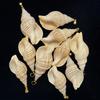 10Pcs Natural Small Triton Shell Charms 20×40~25×53mm Striped Seashell Pendants With Gold Bail Beach DIY Jewelry