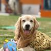 Brinquedos para Animais de Estimação Vocalização Interação Resistente à Mordida Gatos e Cães Brinquedos