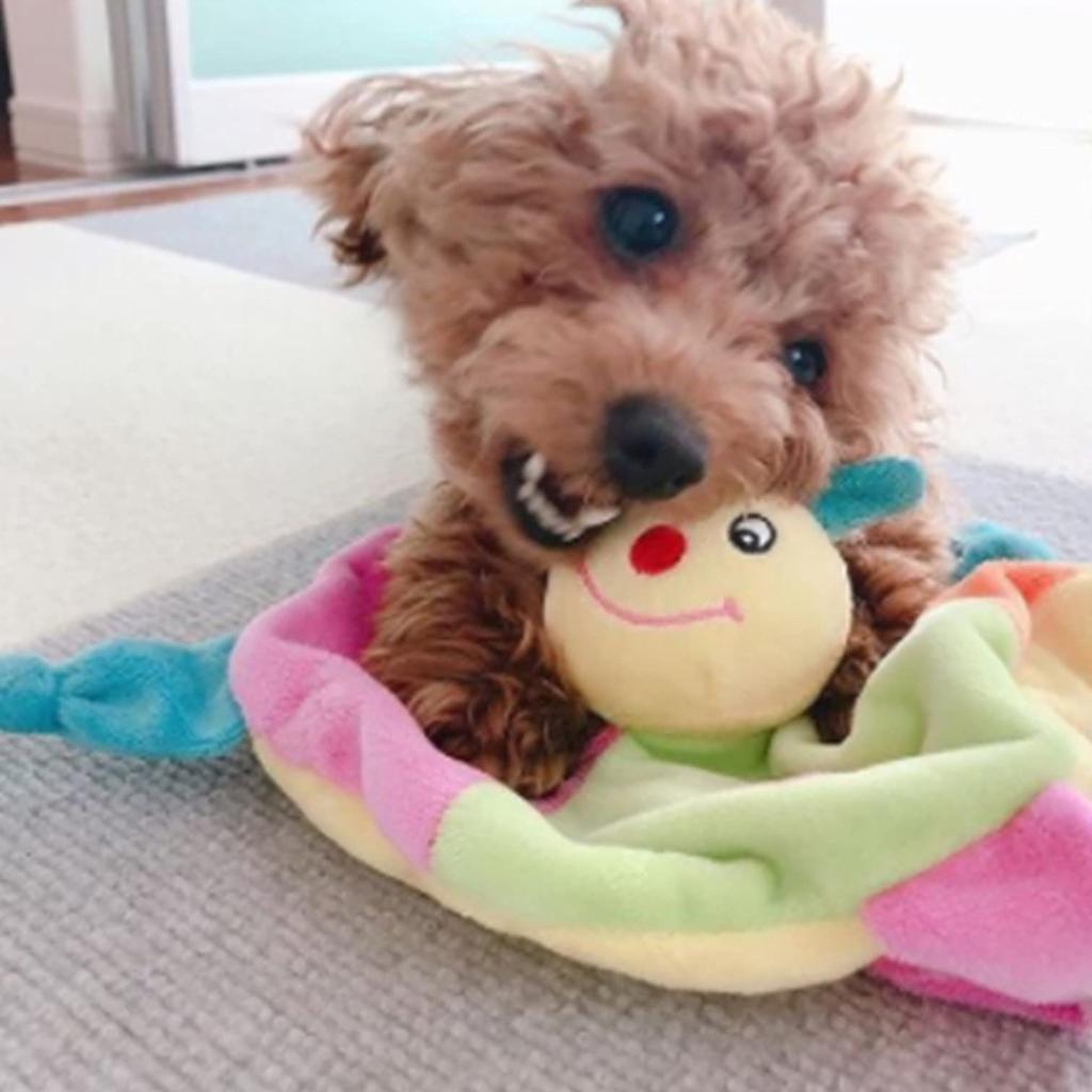 PLATZ PET SUPPLIES FUN Dog Toy Caterpie Baby Crinkler &
