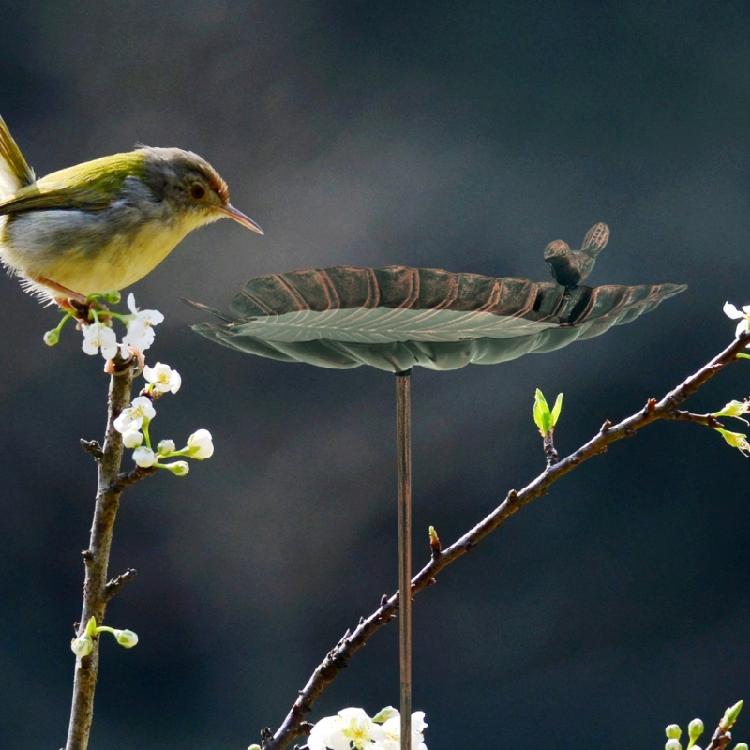 Garden Metal Bird Bath Stake for Patios and Garden Featuring a Unique Bird Ornaments Bird Feeding Bowl