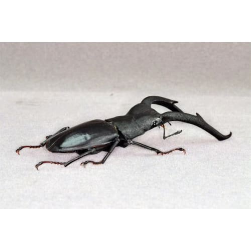 BACALYSO | Nirvana 1/1 Scale Mandibularis Stag Beetle Figure, Magnetic Refrigerator Ornament, Illustrated Guide to Wild Insects, Summer Beetle, King o