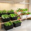 6 Holes Hydroponic Grower Kit Self Watering Nursery Pots Soil-Free Planting Box  Vegetable Growing