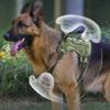 Wear-resistant Tactical Chest Strap Outdoor Waterproof Explosion-proof Punching Traction Rope Medium Large Working Dogs Training Vest with Handle