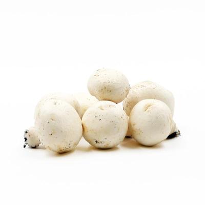 Paris Mushroom Mycelium - Mushroom Grow Kit