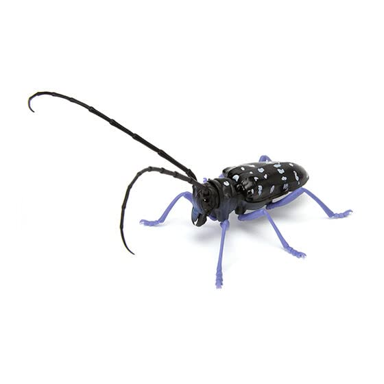 

Illustrated encyclopedia of creatures Kuwagata 04 Gacha Gacha Capsule Toy [5. Gomadarakamikiri] (single item)