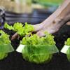1~10PCS Vegetables Plant Snail Collar Save Water Agricultural Guard Flower Pot Reusable Garden Durable Slug Protection