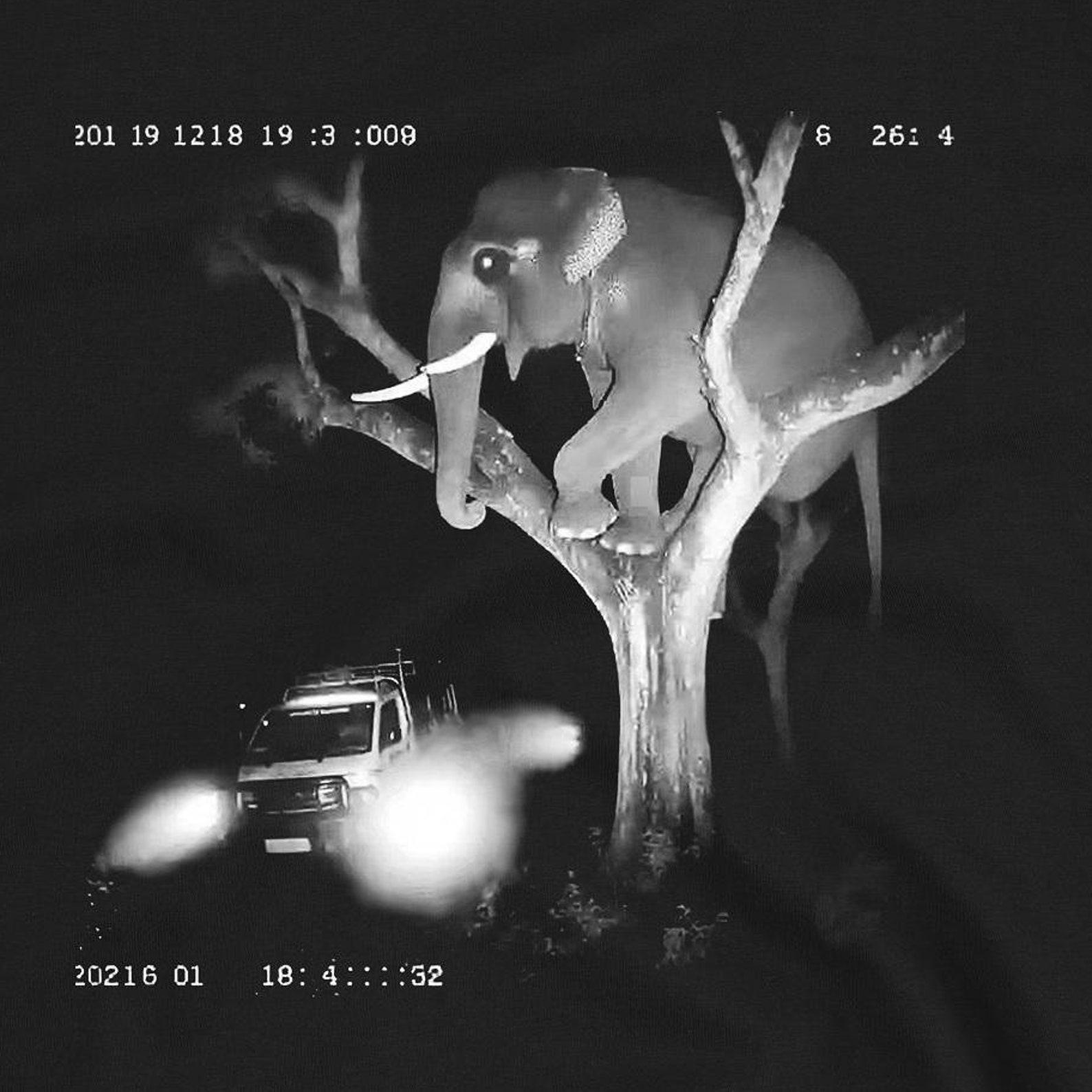 Elephant on the Edge: Hilarious Wildlife Adventure T-Shirt L
