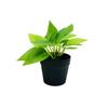 Mini Plastic Green Plant Pot With Realistic Foliage For Home Office Decor
