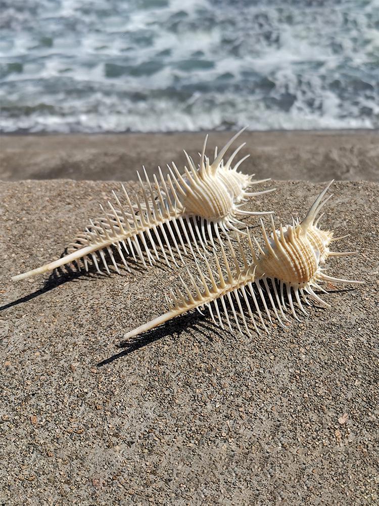 Large Conch Seashell Ornament for Wall Decor, Aquarium Aquascaping, and Sea Sound Collection