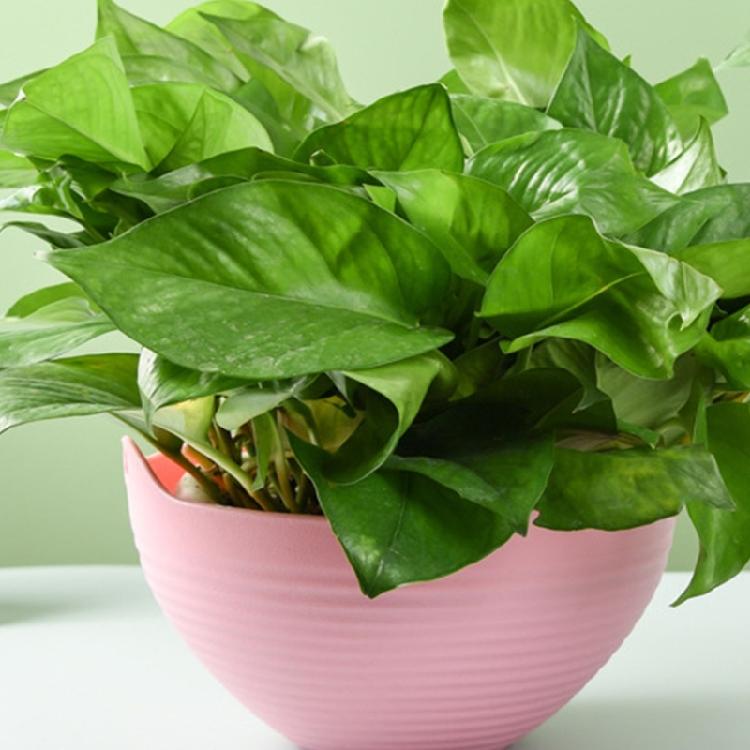 Hanging Basket Flowerpot Garden Plastic Outdoor Flowerpot Chain Type Plant Hanging Basket Flowerpot Decorations