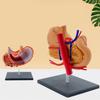 Perfect Study Tool 4D Stomach Anatomy Model for Medicals Exams and Preparations