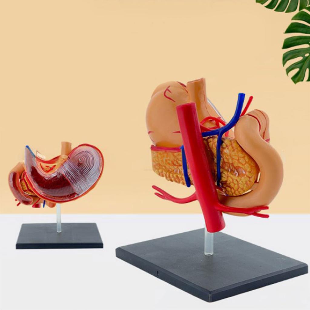 Perfect Study Tool 4D Stomach Anatomy Model for Medicals Exams and Preparations
