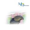 Japanese Stone Turtle Fry - Live Omnivorous Pet and Ornamental Pond Turtle