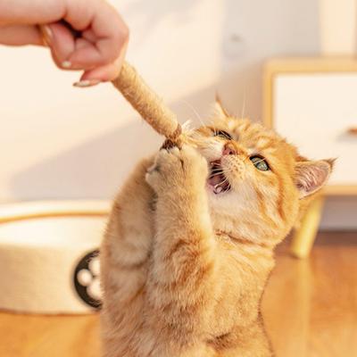 Bastoncino di erba gatta Giocattoli molari per gatti domestici Bastoncini di poligono in legno naturale Pulizia dei denti Allevia la noia Snack Masticabili Giocattoli