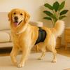 Breathable Mesh Dog Physiological Pants Anti-Harassment Washable Politeness Belt Reusable Dog Panties All Seasons Use