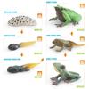 Simulation Frog Growth Cycle Model Early Education Cognition Darwin Frog Tree Frog Growth Process Static Ornament
