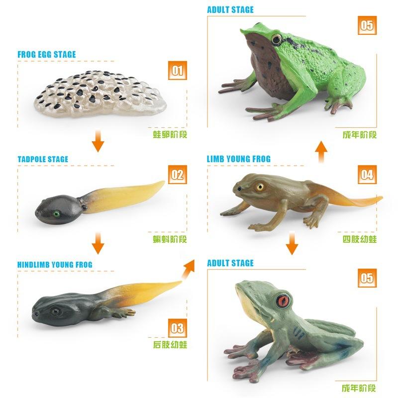 Simulation Frog Growth Cycle Model Early Education Cognition Darwin Frog Tree Frog Growth Process Static Ornament