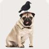 1pc-Halloween Crow Themed Pet Headwear - Fun Accessories for Cats and Dogs