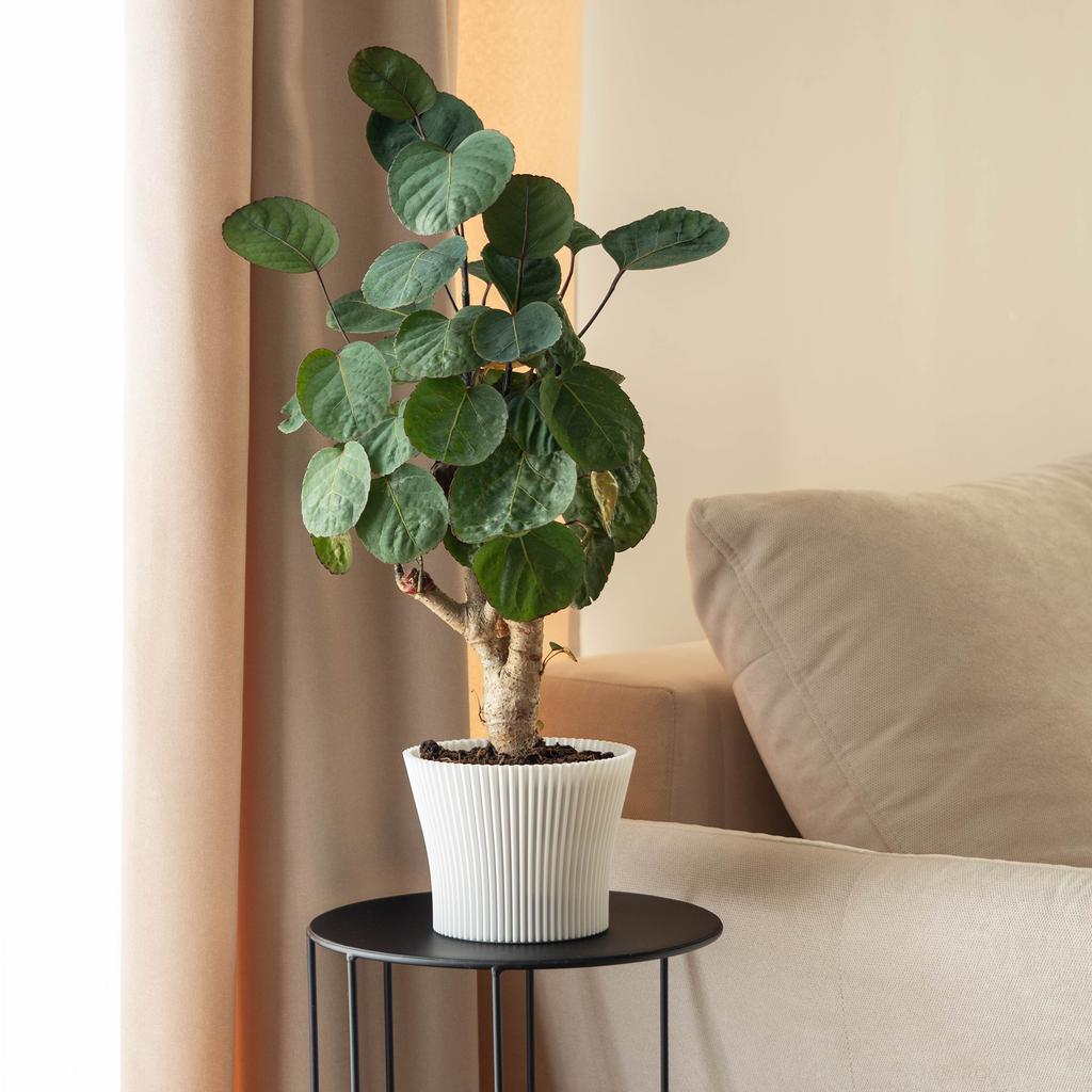 KADAX Flowerpot Flower Pot 11cm Plant Cover Flowerpot Plastic White