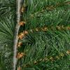 1.8m Artificial Christmas Garland Floral Decoration with 160 Tips, Green