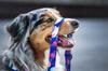GUARD HARNESS for pulling medium terrier dog / 20 Ukory NASA