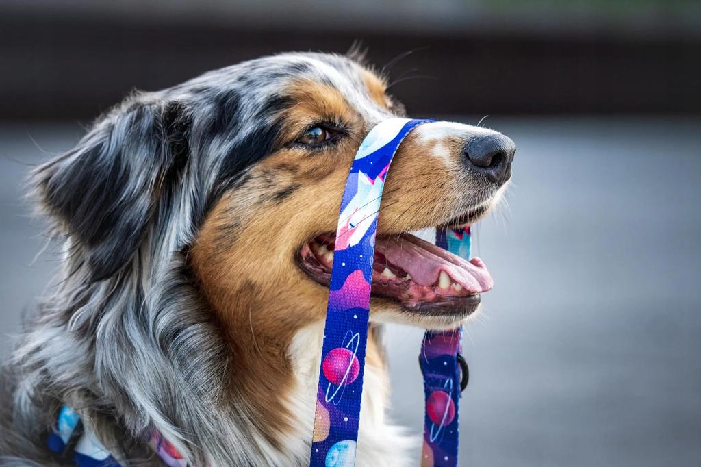 GUARD HARNESS for pulling medium terrier dog / 20 Ukory NASA