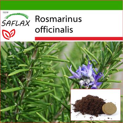 Rosmarino - 100 semi - Con substrato da vaso per una migliore coltivazione - Rosmarinus officinalis
