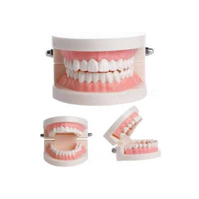 Dental Denture Model Gums Standard Audlt Teeth Model Medical Teaching Tool Teeth Model