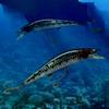 Automatic Swimming Robotic Electric Fishing Lure Multi Bait With Propeller Artificial Bait    Fish Automatic Swimming Bait