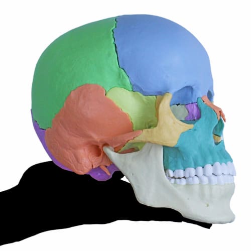ERLER ZIMMER (Germany) 22-Section Magnetic Skull Model for Craniosacral and Craniosacral Therapy [Back In Stock]