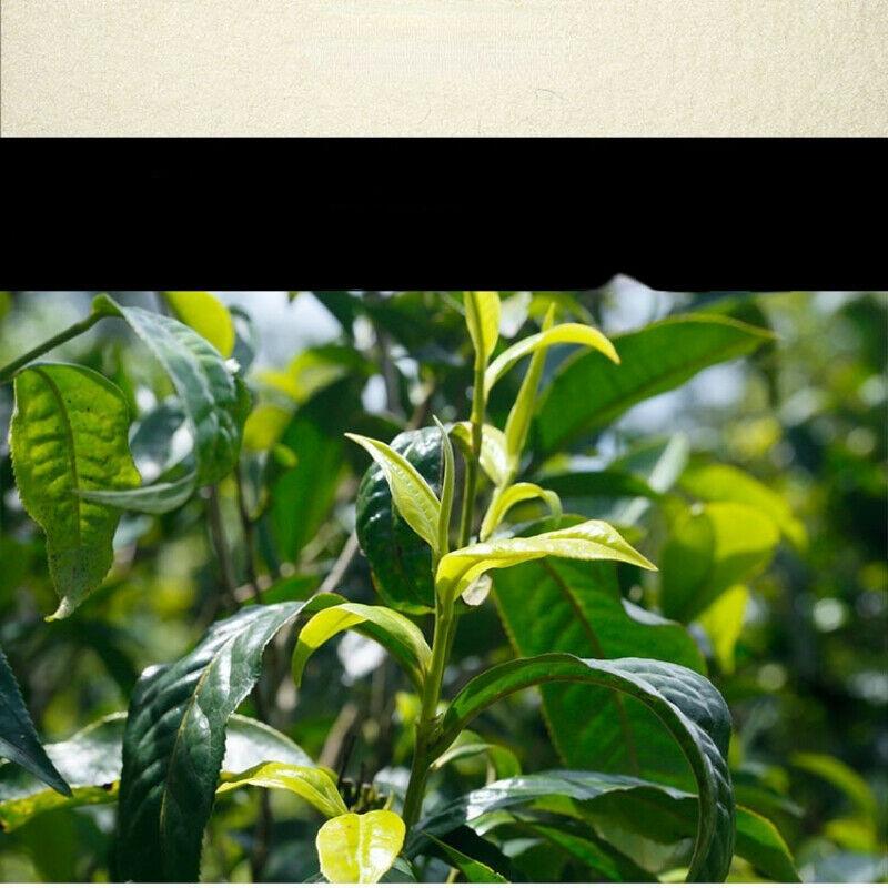 250 g Yunnan Pu'er Tea Brick Premuim Organic Raw Pu-erh Green Tea Băutură sănătoasă