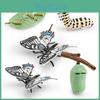 Pvc Papilionidae Life Cycle Model Educational Toy For Children Science And Nature Learning
