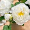 2 Heads Peony Lifelike Flowers Multicolor Simulation Plants Vivid Bridal Bouquets  Party Supplies