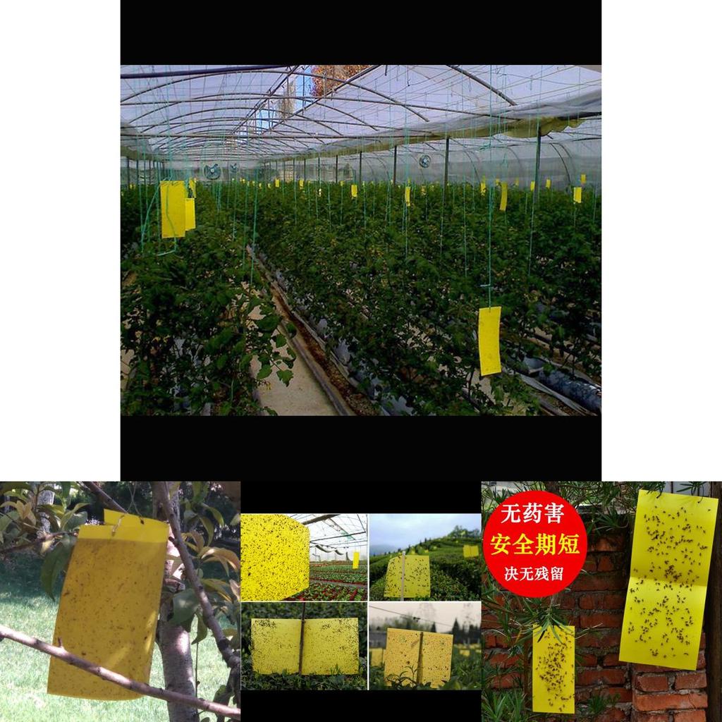 Premium 5pcs Outdoor Yellow Sticky Glue Flying Pest Insect Papers Traps For Bugs