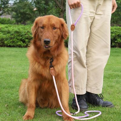 Cani – Collari e guinzagli per cani