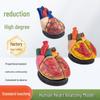 4X Magnified Human Heart Anatomy Model