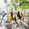 Bird Perch Swing Set for Parakeets And Lovebirds