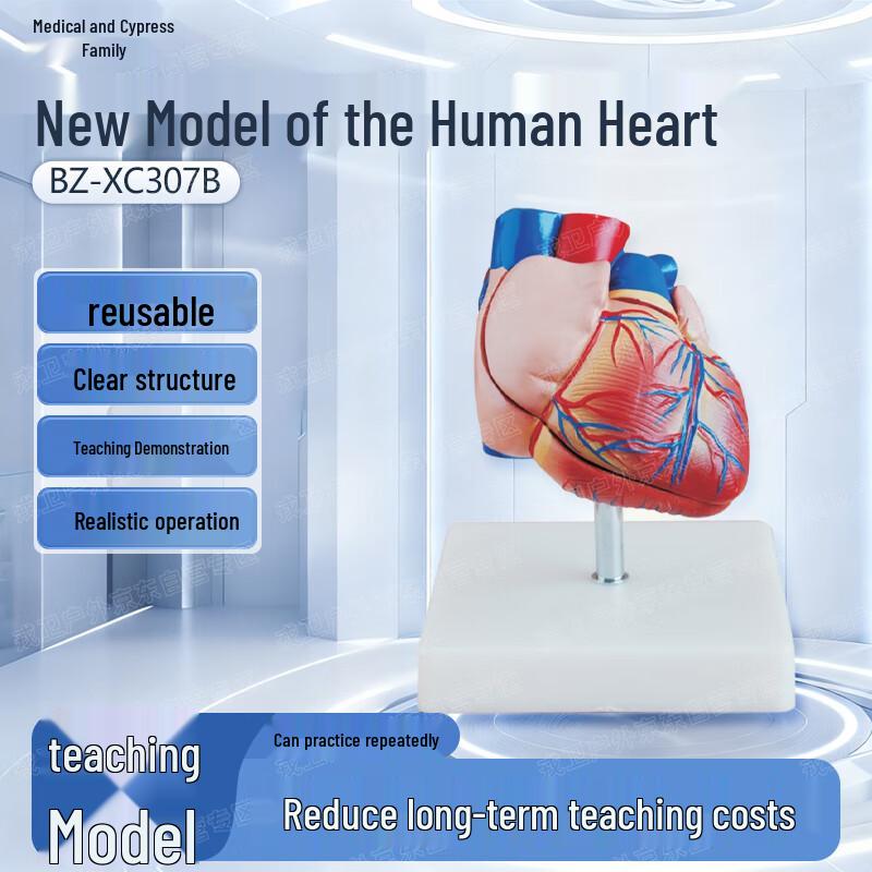 Yibaike Human Heart Anatomical Model