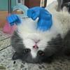 3D Printed Cat Muscle Arm with Muscle Neck Arm Hanging Arm for Halloween Birthday Party Supplies