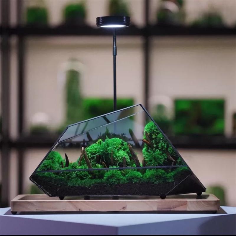 Micro Rainforest Landscape Ecological Geometric Glass Terrarium Tabletop Moss Fern Plant Glass Vase Container Table Greenhouse