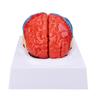 Anatomical Human Brain Model Cerebral Artery Color Partitioned Left Right Brain Assembled Model for Learning
