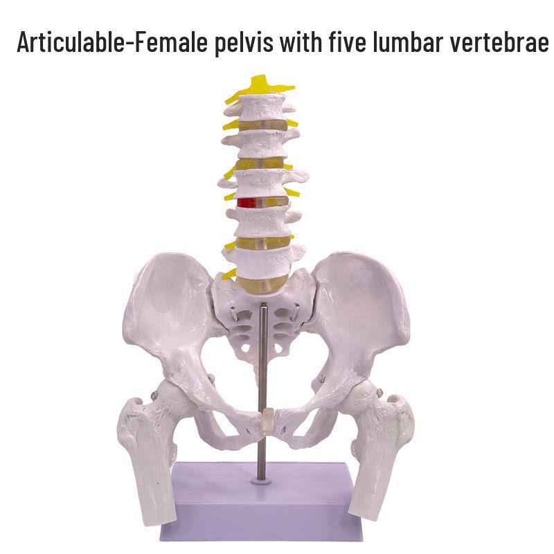 Female Pelvic Muscle and Pelvic Floor Model for Midwifery and Childbirth Education