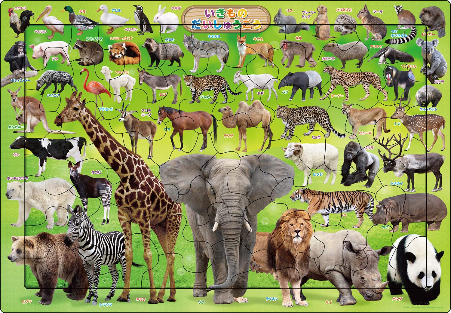 

EPOCH Picture Living Things 63 Piece Puzzle for Children ST Mark Certification Comes with Cleaning Bag Ages Toy EPOCH [Apollo s Puzzle] 25-230 5+